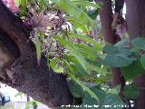 Arbol del amor - Cercis siliquastrum. Jan