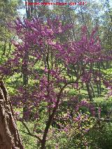 Arbol del amor - Cercis siliquastrum. Caada de las Hazadillas - Jan