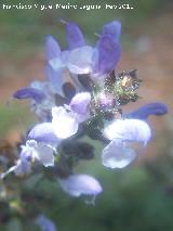 Hierba de ciego - Salvia verbenaca. El Planto de abajo - Navas de San Juan