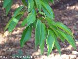 Cerezo silvestre - Prunus avium. Cazorla