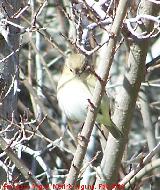 Pjaro Mosquitero - Phylloscopus collybita. Fuente de la Pea. Jan