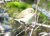 Pjaro Mosquitero - Phylloscopus collybita. Fuente de la Pea. Jan