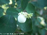 Bolitas de nieve - Symphoricarpos albus. Prado Maguillo (Santiago - Pontones)