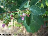 Bolitas de nieve - Symphoricarpos albus. Flores. Prado Maguillo (Santiago - Pontones)