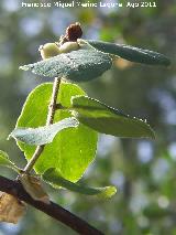 Bolitas de nieve - Symphoricarpos albus. Pea del Olivar - Siles