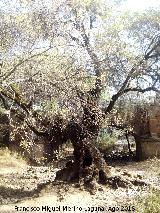 Fresno - Fraxinus excelsior. Fresno de la Campana - Santa Elena