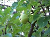 Manzano - Malus domestica. Los Anchos (Santiago Pontones)