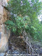 Pinturas rupestres de la Cueva de la Higuera. Higuera por la que le viene el nombre al abrigo