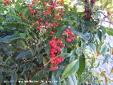 Ardisia - Ardisia crenata. Alhama de Granada