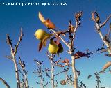 Peral - Pyrus communis. Jan