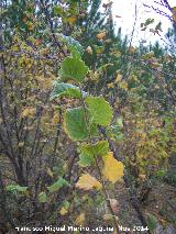 Avellano - Corylus avellana. Zagrilla Baja - Priego de Crdoba