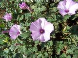 Correhuela rosa - Convolvulus althaeoides. Navas de San Juan