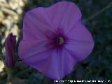 Correhuela rosa - Convolvulus althaeoides. Los Caones. Jan