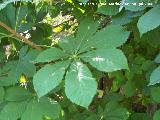 Castao de Indias - Aesculus hippocastanum. Cazorla