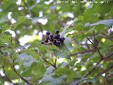 Cornejo - Cornus sanguinea. Pea del Olivar - Siles