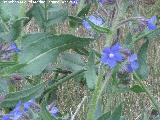 Lengua de buey - Anchusa azurea. Antequera