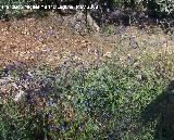 Lengua de buey - Anchusa azurea. Navas de San Juan