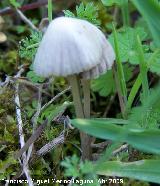 Coprino diseminado - Coprinus disseminatus. Cerro Veleta. Jan