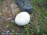 Peo grande de lobo - Langermannia gigantea. Navalmanzano - Fuencaliente