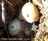 Volvaria sedosa - Volvariella bombycina. Jan