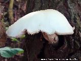 Volvaria sedosa - Volvariella bombycina. Molino del Rincn - Mengbar