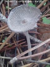 Coprino plisado - Coprinus plicatilis. El Vaquerizo - Castellar