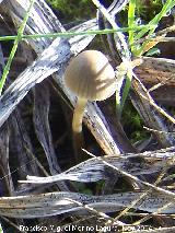 Coprino plisado - Coprinus plicatilis. La Camua - Alcal la Real