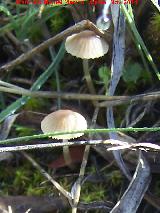 Coprino plisado - Coprinus plicatilis. La Camua - Alcal la Real