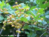 Mundillo - Viburnum opulus. Cazorla