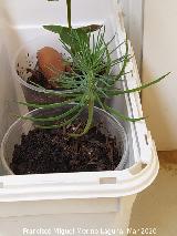 Pino pi�onero - Pinus pinea. Los Villares