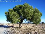 Pino pionero - Pinus pinea. Gorafe