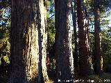 Secuoya - Sequoia sempervirens. La Sagra - Huscar