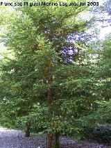 Secuoya - Sequoia sempervirens. Cazorla