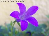 Campanilla dlmata - Campanula muralis. Los Villares