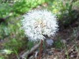 Diente de len - Taraxacum officinale. Jan