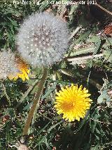 Diente de len - Taraxacum officinale. Cerro del Castillo - Santa Elena