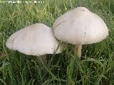 Volvaria vistosa - Volvariella gloiocephala. 