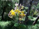 Madreselva etrusca - Lonicera etrusca. La Hoya - Jan