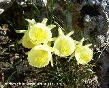 Narciso acampanado - Narcissus bulbocodium. Navas de San Juan