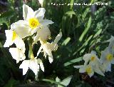 Narciso de manojo - Narcissus tazetta. Navas de San Juan