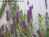 Alhucema rizada - Lavandula denata. Los Villares