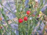 Guardalobo - Osyris alba. Los Villares