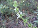 Salvia blanca - Salvia argentea. Segura