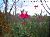 Salvia granadina - Salvia microphylla. Alhama de Granada