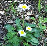 Margarita - Bellis perennis. Jan