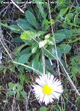 Margarita - Bellis perennis. La Guardia