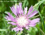 Centaurea pullata - Centaurea pullata. Los Caones. Jan