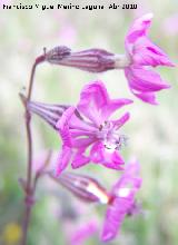 Colleja colorada - Silene colorata. Linares