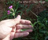 Colleja colorada - Silene colorata. Navas de San Juan