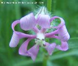 Colleja colorada - Silene colorata. Arquillos